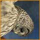 Barred owl with Squirrel